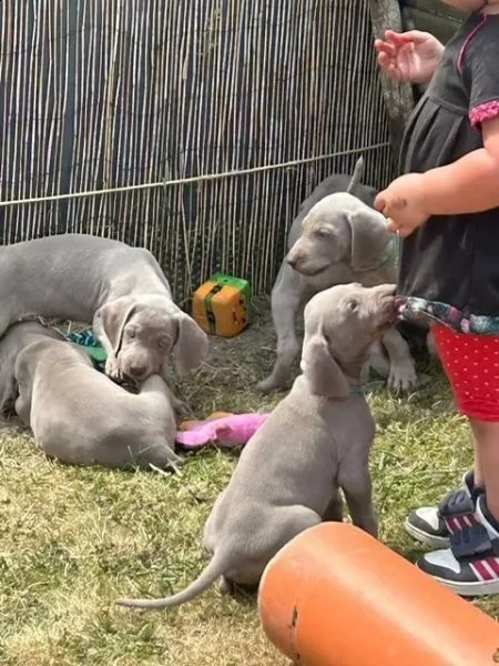 disponibili bellissimi cuccioli di weimaraner