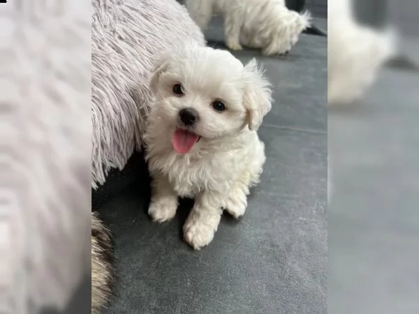 bellissimi cuccioli di maltese toy disponibili | Foto 3