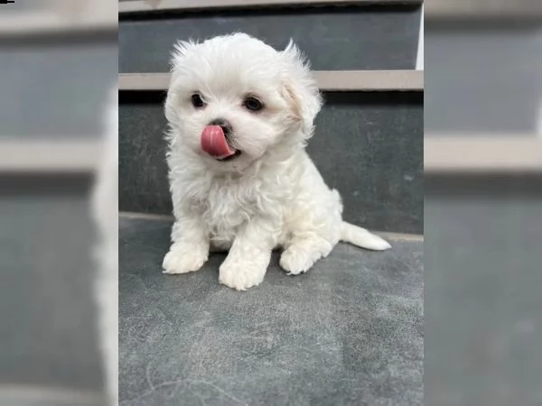 bellissimi cuccioli di maltese toy disponibili | Foto 2