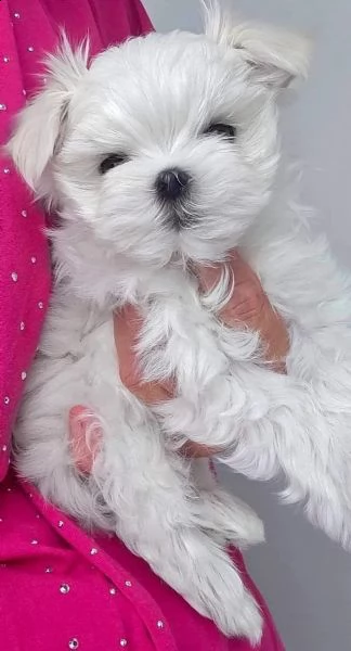 bellissimi cuccioli di maltese toy disponibili | Foto 1