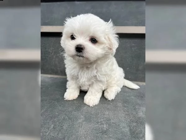 bellissimi cuccioli di maltese toy disponibili | Foto 0