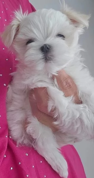 bellissimi cuccioli di maltese toy disponibili