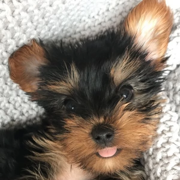 3 cuccioli di yorkshire terrier di razza pura cercano casa amorevole | Foto 1