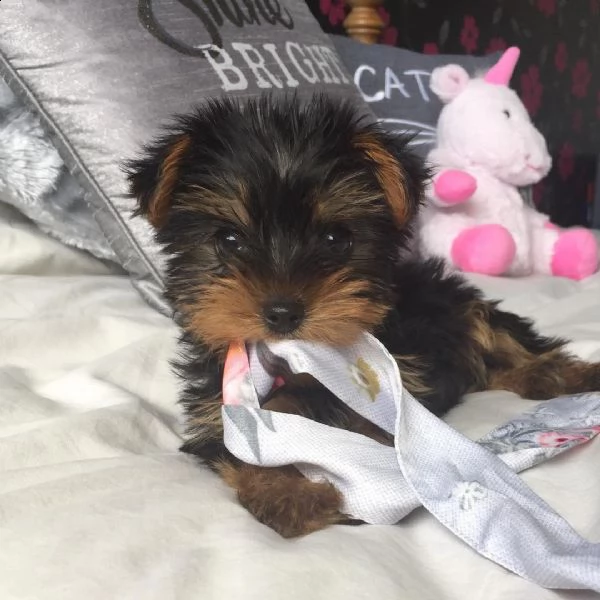 3 cuccioli di yorkshire terrier di razza pura cercano casa amorevole | Foto 0