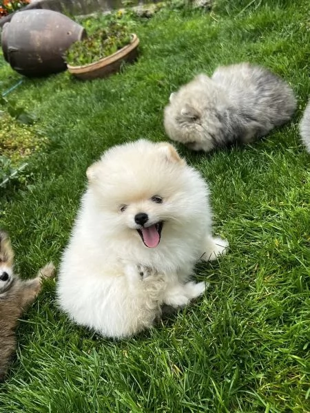 Bellissimi cuccioli di Pomerania 3 femmine 2 maschi