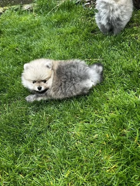 Bellissimi cuccioli di Pomerania 3 femmine 2 maschi | Foto 1