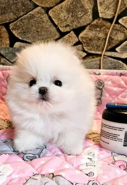 Dolci cuccioli di Spitz Pomerania disponibili | Foto 2