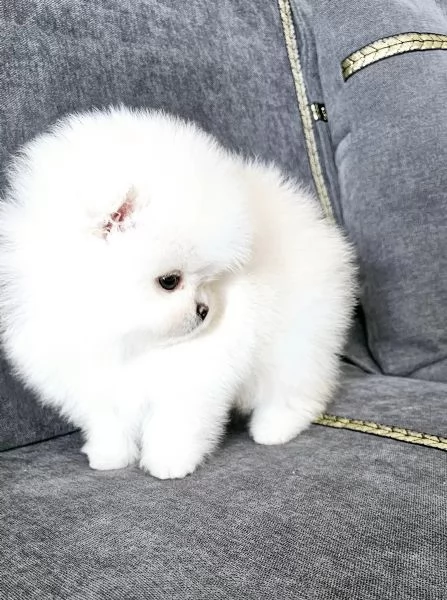 Dolci cuccioli di Spitz Pomerania disponibili | Foto 1