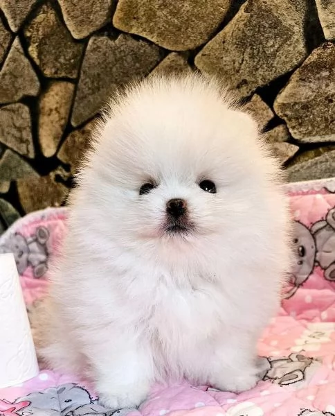 Dolci cuccioli di Spitz Pomerania disponibili | Foto 0