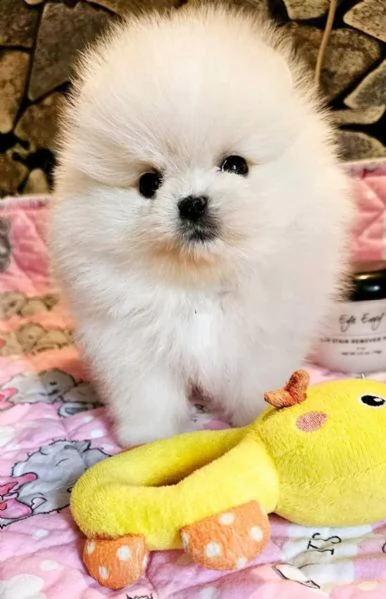 Cuccioli di Spitz Pomerania taglia mini