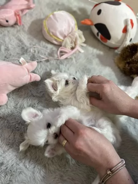 Cuccioli di Maltese taglia piccola