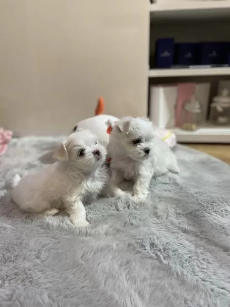 Cuccioli di Maltese taglia piccola | Foto 3