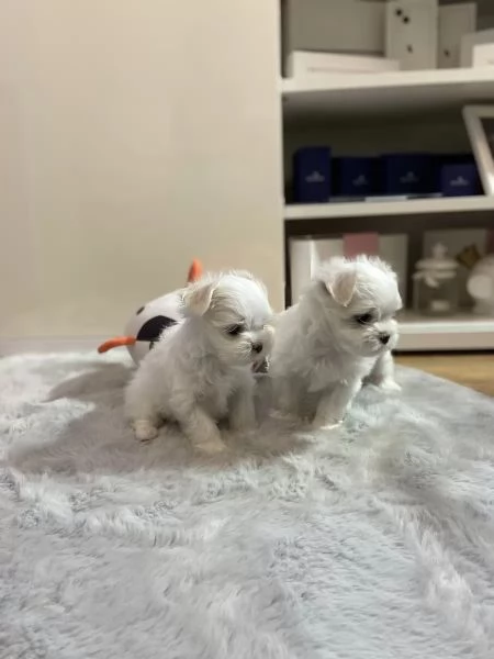 Cuccioli di Maltese taglia piccola | Foto 1