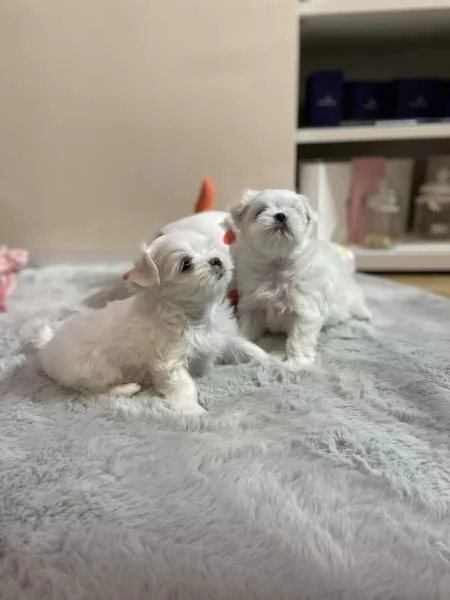 Cuccioli di Maltese taglia piccola | Foto 0