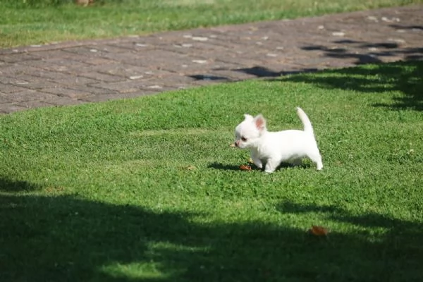 Bellissimi cuccioli di Chihuahua | Foto 4