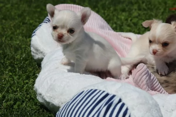 Bellissimi cuccioli di Chihuahua | Foto 3