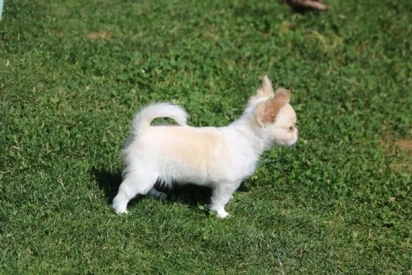 Bellissimi cuccioli di Chihuahua | Foto 2