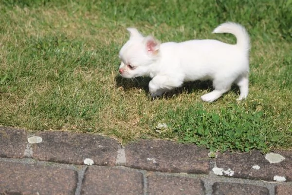 Chihuahua stupendi cuccioli disponibili