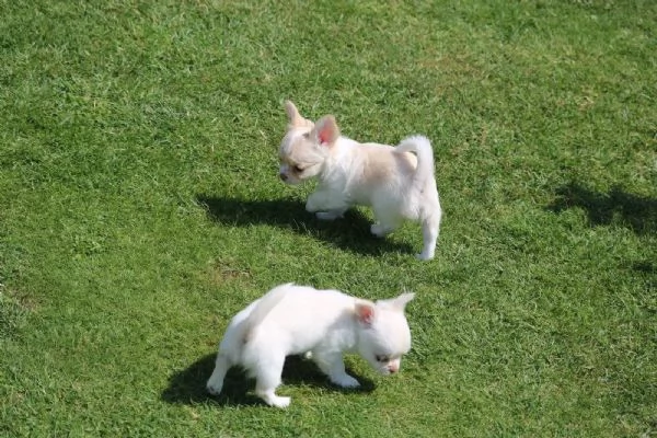 Bellissimi cuccioli di Chihuahua | Foto 1