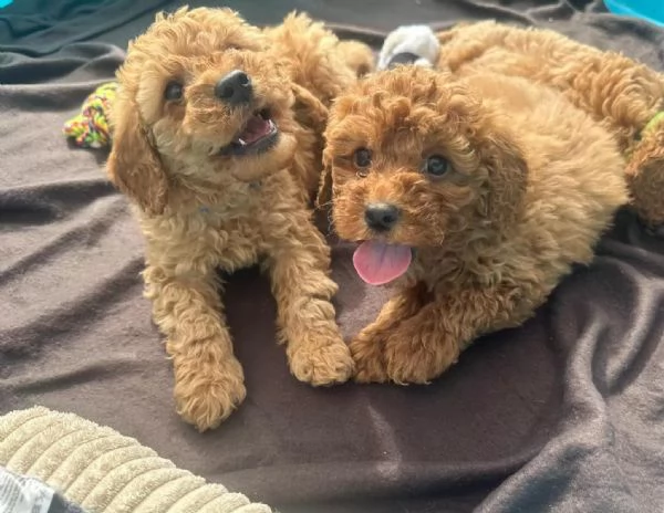 Cuccioli di barboncino toybarboncino di razza pura maschi e femmine color albicocca | Foto 2