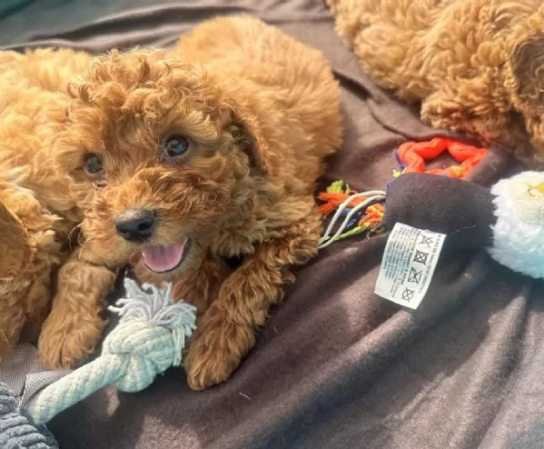 Cuccioli di barboncino toybarboncino di razza pura maschi e femmine color albicocca | Foto 0