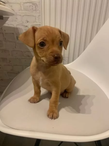 Due bellissimi cuccioli maschio e femmina di pinsher | Foto 2