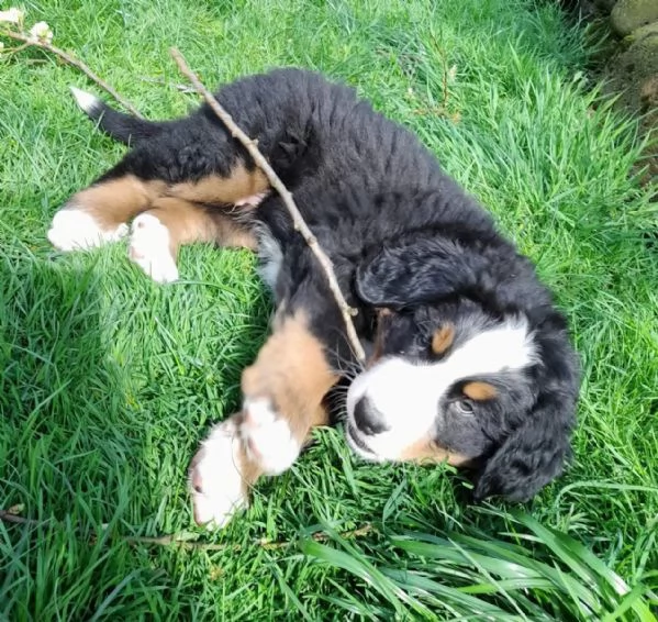 Cuccioli di Bovaro del Bernese