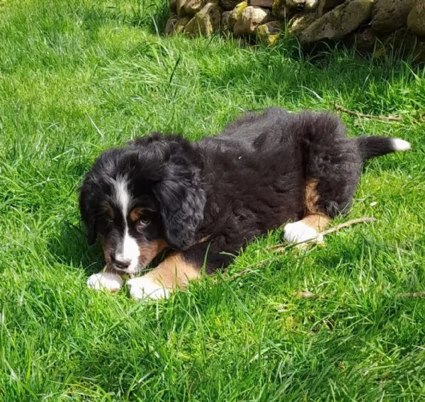 Cuccioli di Bovaro del Bernese | Foto 1