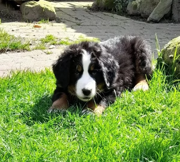 Cuccioli di Bovaro del Bernese | Foto 0