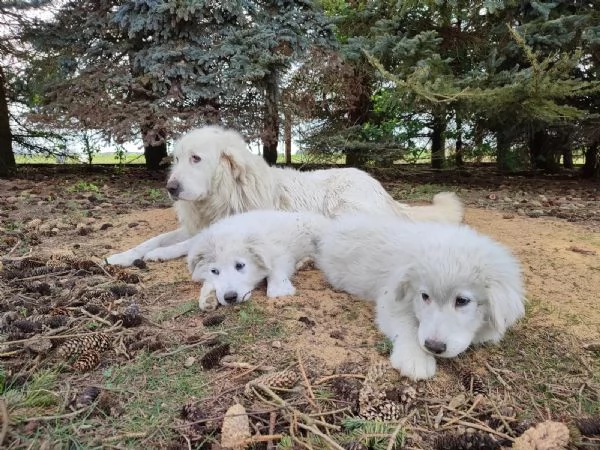 Cuccioli di Bovaro Maremmano dei Pirenei | Foto 2