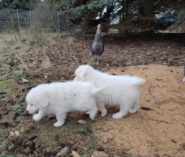 Cuccioli di Bovaro Maremmano dei Pirenei | Foto 1