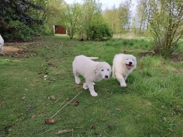 Cuccioli di Bovaro Maremmano dei Pirenei