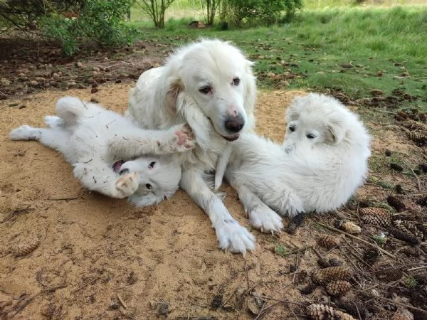 Cuccioli di Bovaro Maremmano dei Pirenei | Foto 0