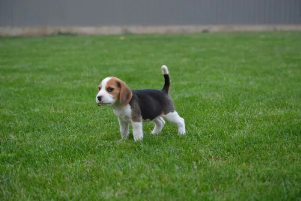 Bellissimi cuccioli di beagle in attesa di reinserimento | Foto 1