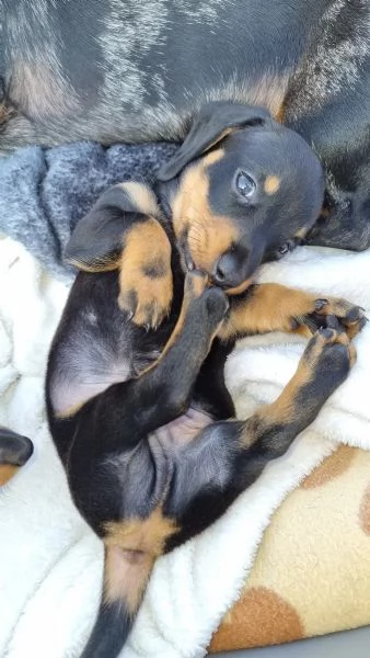 Cuccioli di bassotto  pelo corto  arlecchino nero focato color cinghiale