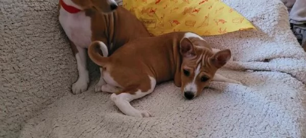 Bellissimi cuccioli Basenji 2 maschi 2 femmine  pronti per essere | Foto 2
