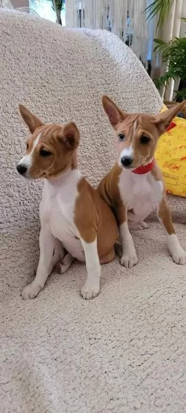 Bellissimi cuccioli Basenji 2 maschi 2 femmine  pronti per essere