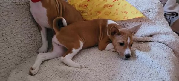 Bellissimi cuccioli Basenji 2 maschi 2 femmine  pronti per essere | Foto 1