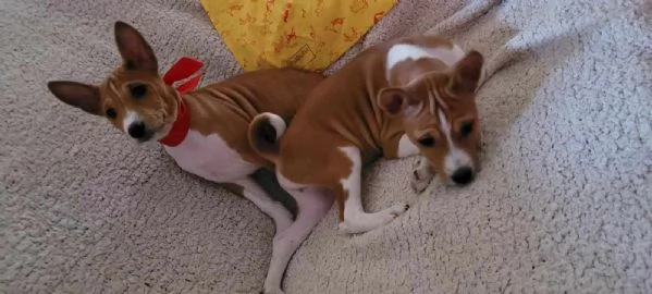 Bellissimi cuccioli Basenji 2 maschi 2 femmine  pronti per essere | Foto 0