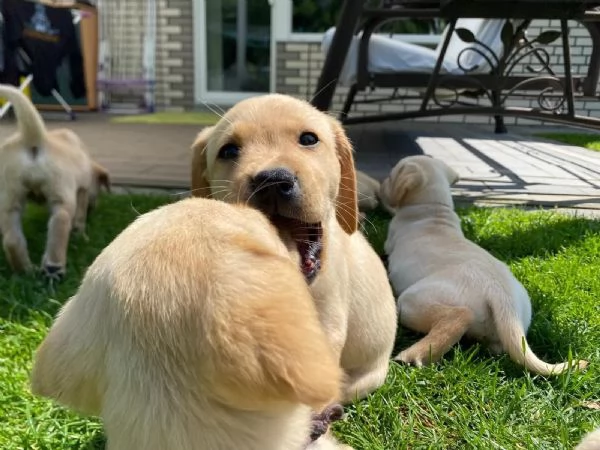 Cuccioli di razza Labrador con pedigree | Foto 1