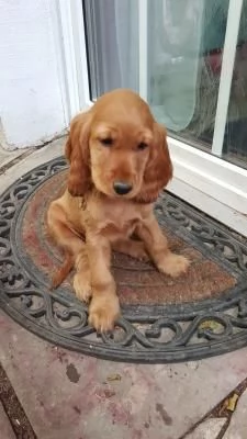 Bellissimi cuccioli di cocker spaniel maschi e femmine pronti