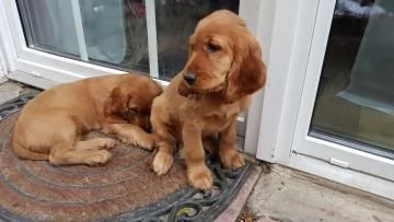 Bellissimi cuccioli di cocker spaniel maschi e femmine pronti | Foto 2