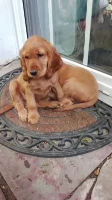 Bellissimi cuccioli di cocker spaniel maschi e femmine pronti | Foto 1