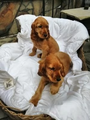 Bellissimi cuccioli di cocker spaniel maschi e femmine pronti | Foto 0