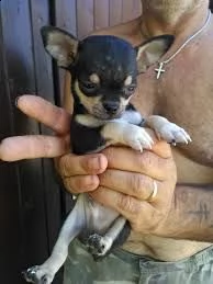 cucciolo di chihuahua