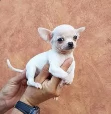 chihuahua toy 