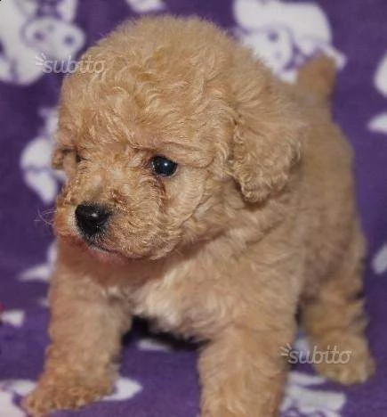 cucciolo di barboncino nano 