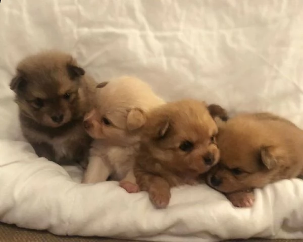 cucciolo volpino pomerania 