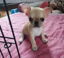 cuccioli chihuahua toy 