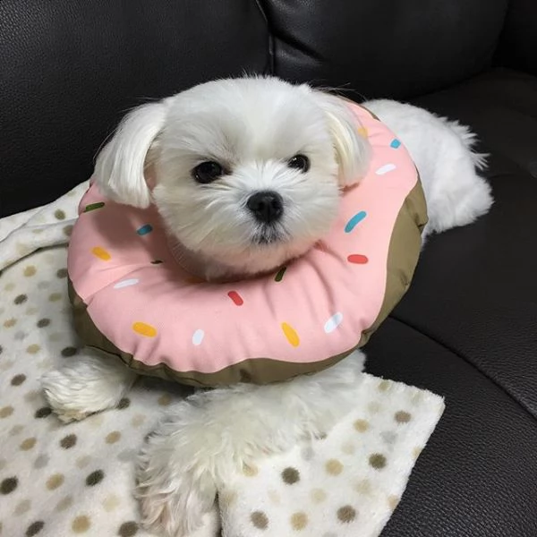 cucciolo di maltese 